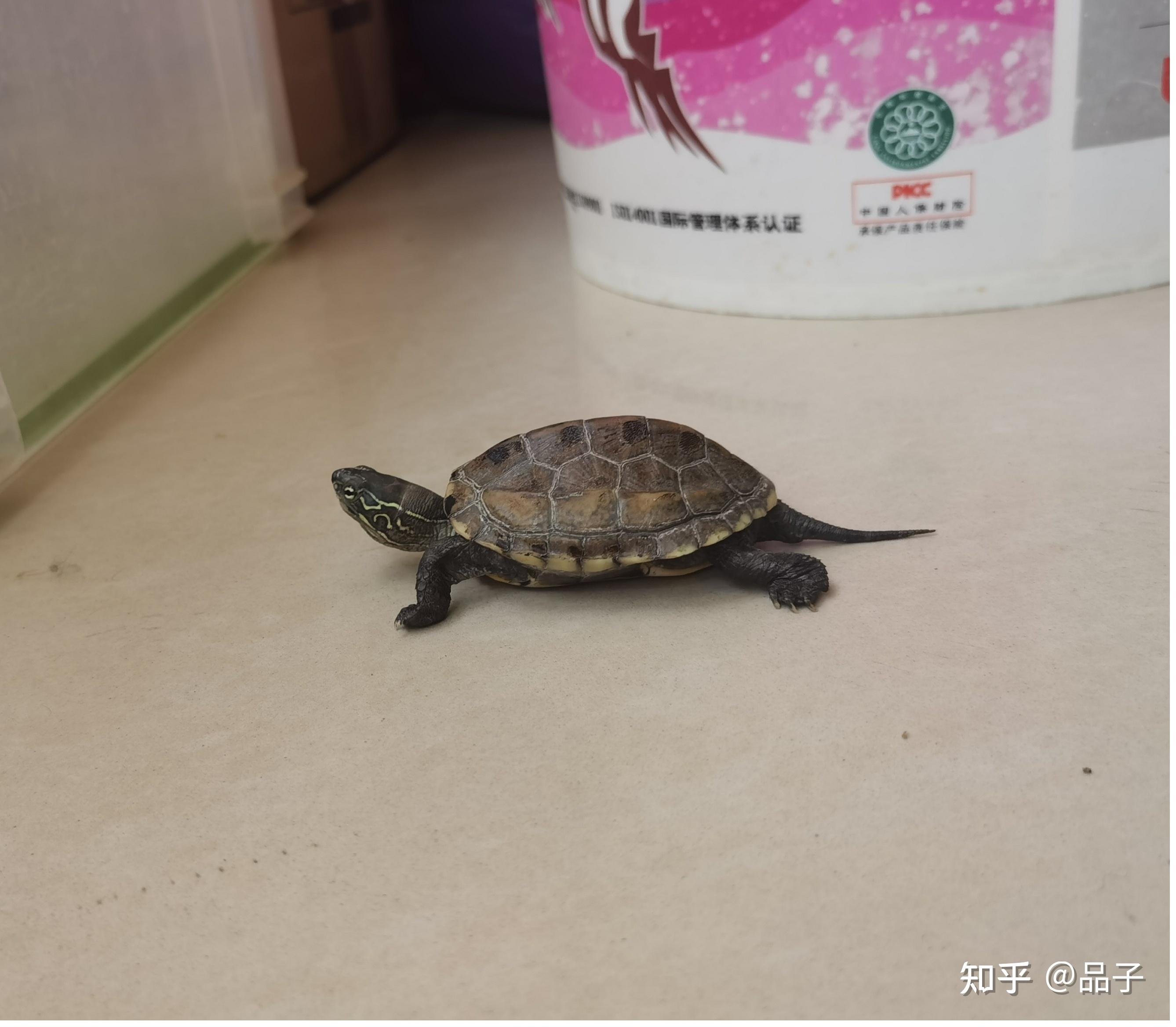 新手养龟保姆式指南! - 知乎
