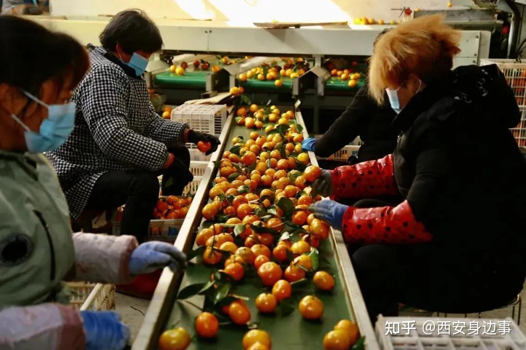 汉中有座小城不仅盛产桔子还出产猕猴桃陕西果业产区行走进城固