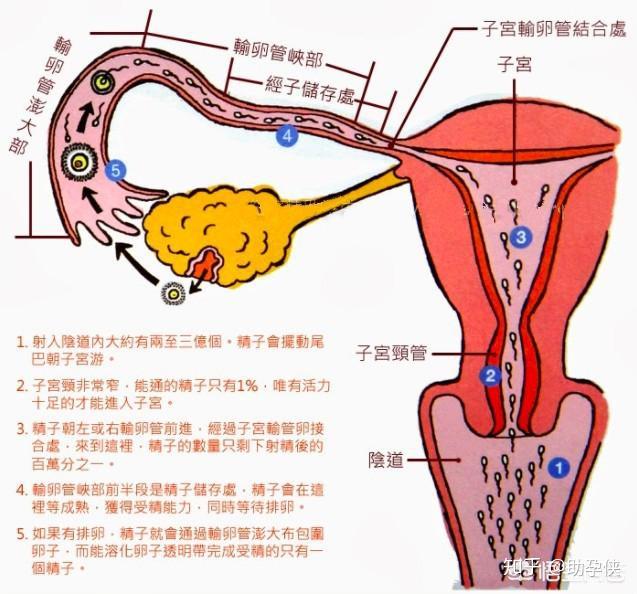 如何提高怀孕概率?