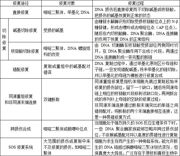 DNA的功能图片