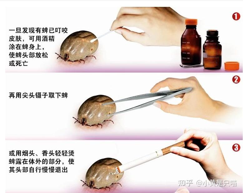 猫有跳蚤怎么办?老祖宗流传下来的"偏方" ,效果很好