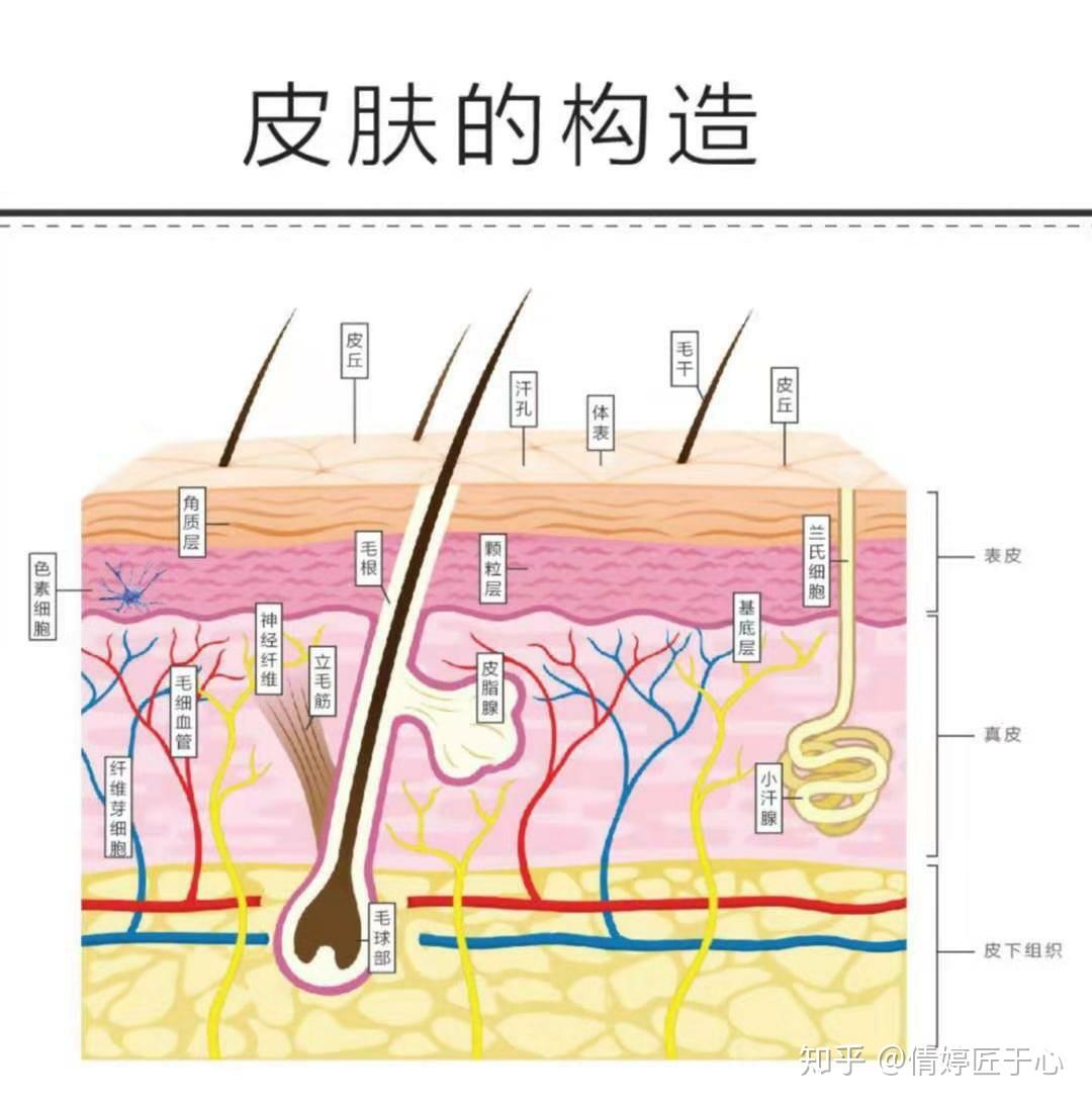 也是最层的一层,虽然没有血管,但有许多细小的神经末梢,是我们皮肤