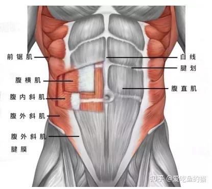 於腹直肌鞘內,為上寬下窄的帶狀多腹肌,左右腹直肌內側以腹白線相隔