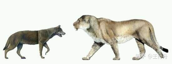 关于动物的脑洞 一 为什么野生动物中有很多种大型猫科 却缺少类似的大型犬科 知乎