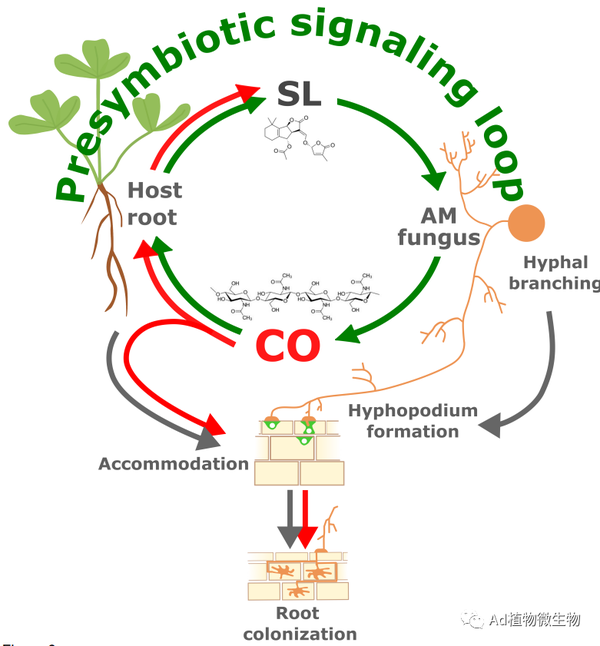 New Phytologist | 研究揭示真菌信号促进植物中丛枝菌根发育的机制！ - 知乎