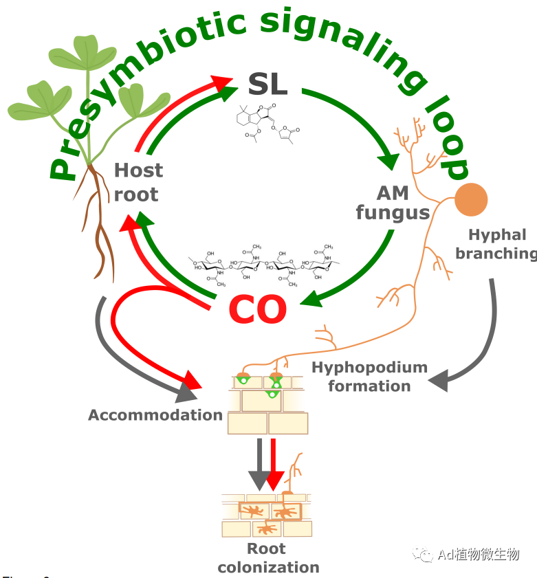 New Phytologist | 研究揭示真菌信号促进植物中丛枝菌根发育的机制！ - 知乎