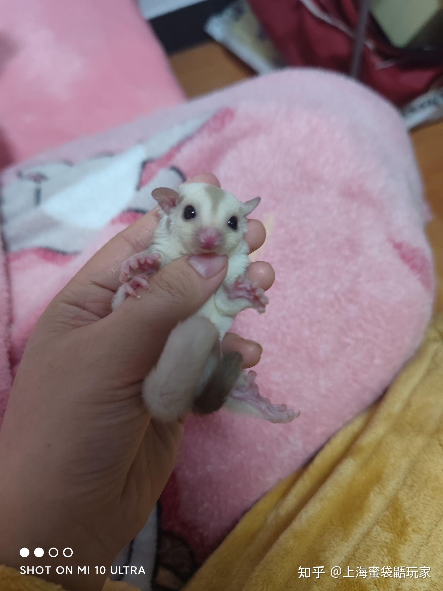 这里有只可爱的特价蜜袋鼯奶油宝宝等你带回家