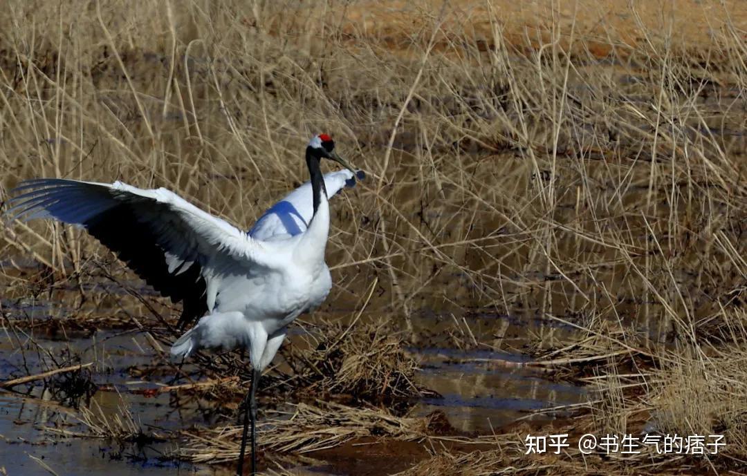 翔海集團森林小鎮:龍口首次發現丹頂鶴,就在這個地方! - 知乎