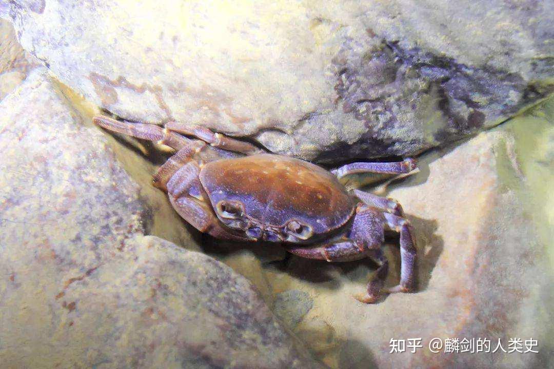 动物界全系列溪蟹总科近溪蟹亚科三异掌溪蟹