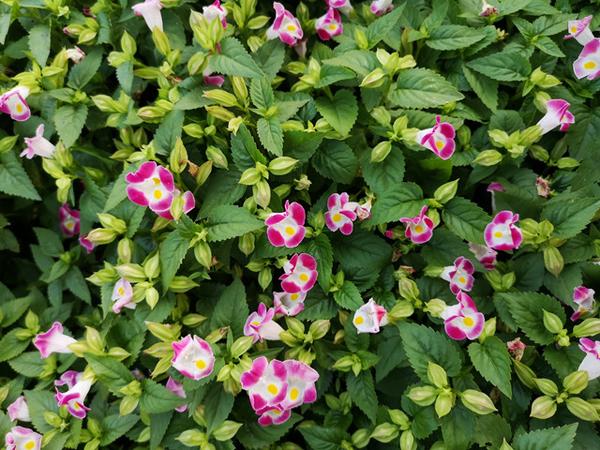 路边的 迷你牵牛花 原来叫 蓝猪耳 知乎