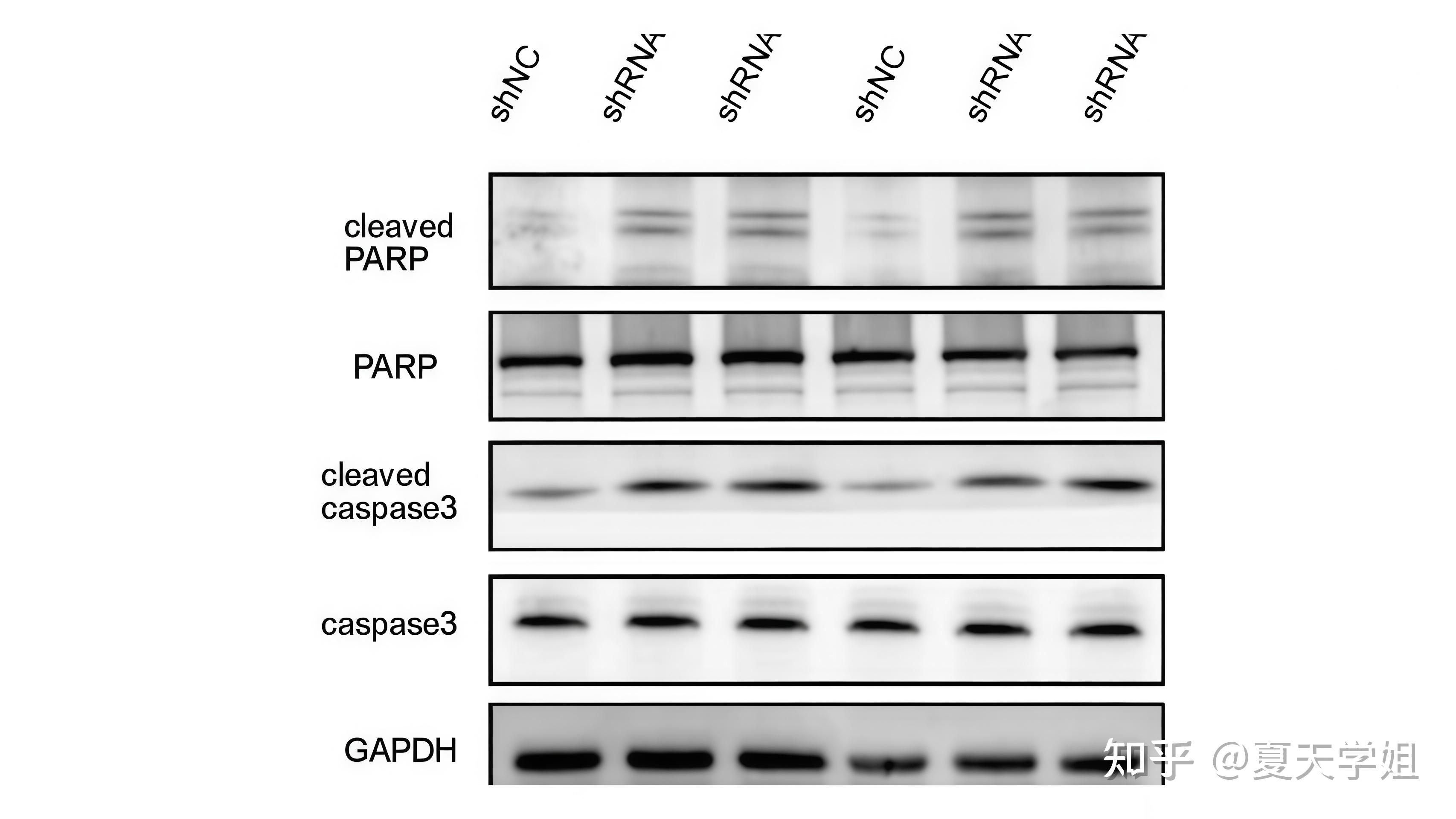 Phospho-STAT3 (Y705) WB检测，这些坑我帮你踩过了 - 知乎