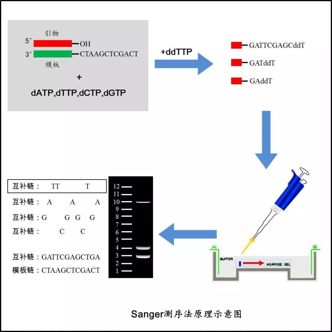 旁友,sanger测序了解一下? - 知乎