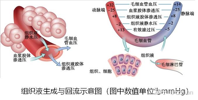 生理學全書筆記血液循環