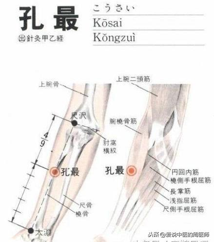 【孔最穴的位置】位於人體前臂掌面橈側,當尺澤穴與太淵穴連線上笸 