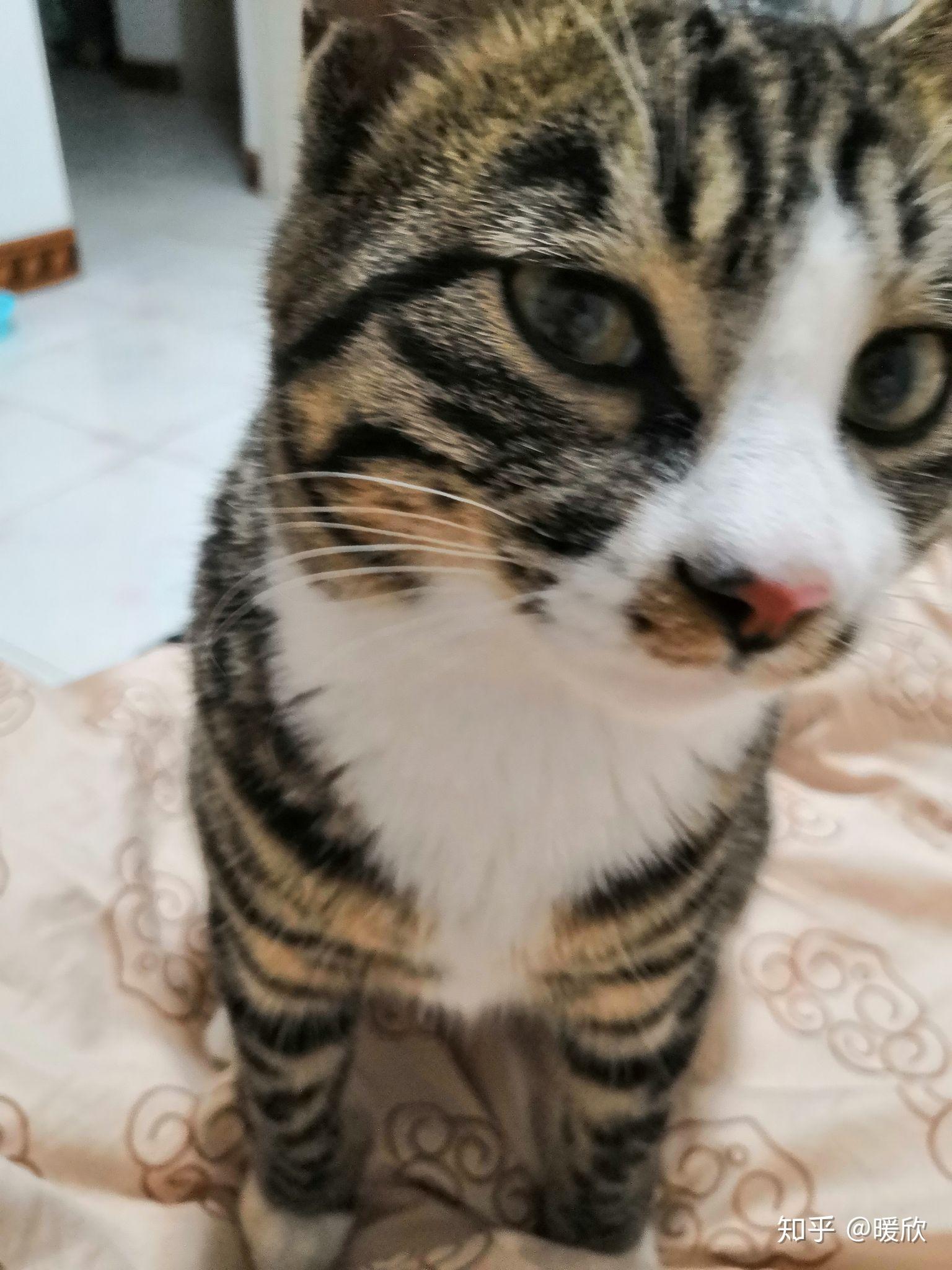 猫猫为什么会踩奶?