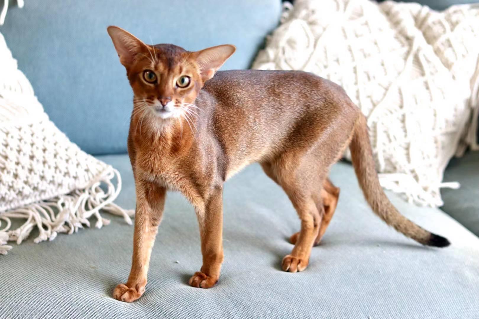 如何喂养猫咪 猫咪养育指南 阿比版 知乎 如何喂养猫咪 猫咪养育指南 阿比版 知乎