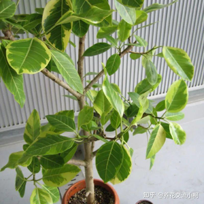 美如画的10个榕属植物,都适合种在花盆里,养成室内观叶植物 - 知乎