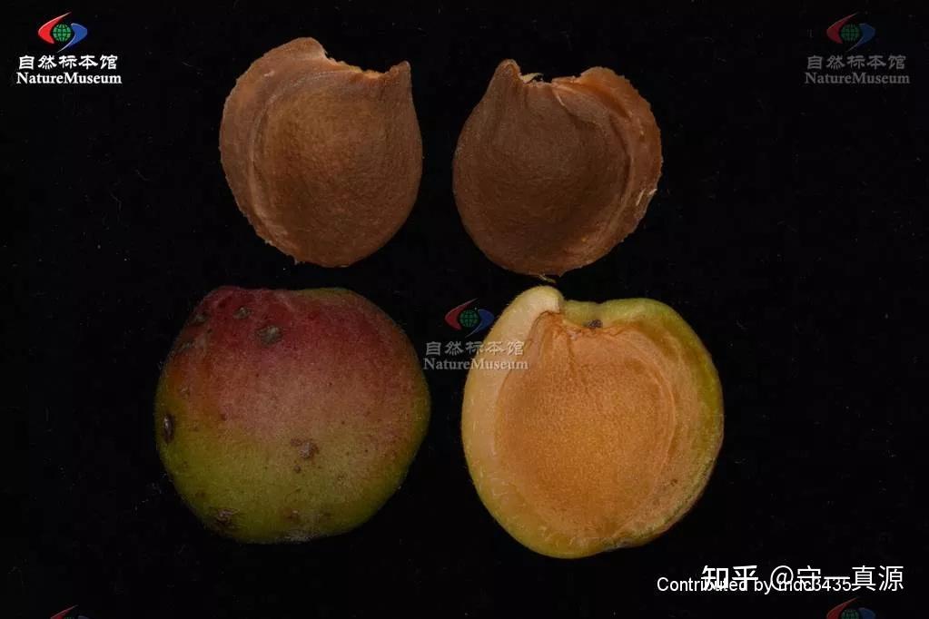 中药鉴定|脱了“马甲”的桃仁和苦杏仁,你还会分吗? - 知乎
