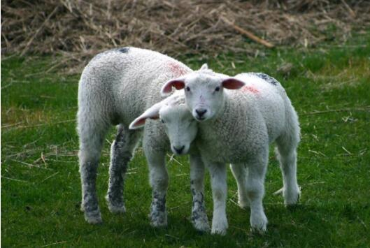 在蜱较为活跃的季节,蜱虫大量存在时,常使用药物灭蜱的方法.