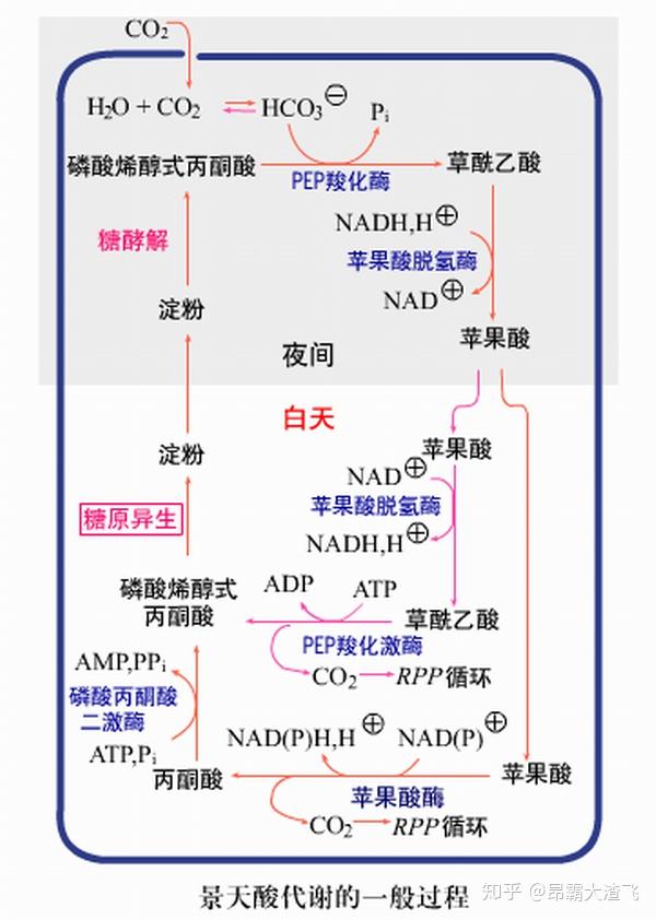 C4途径示意图图片