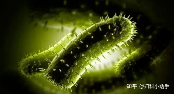 因此,即使有60%的健康妇女携带阴道加德纳菌,也并无临床症状出