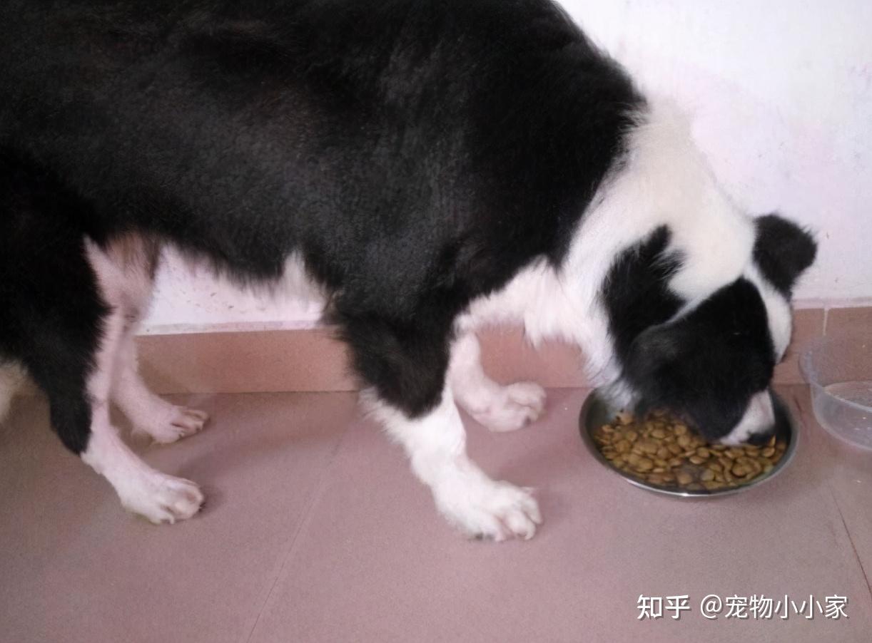 边牧吃什么狗粮比较好