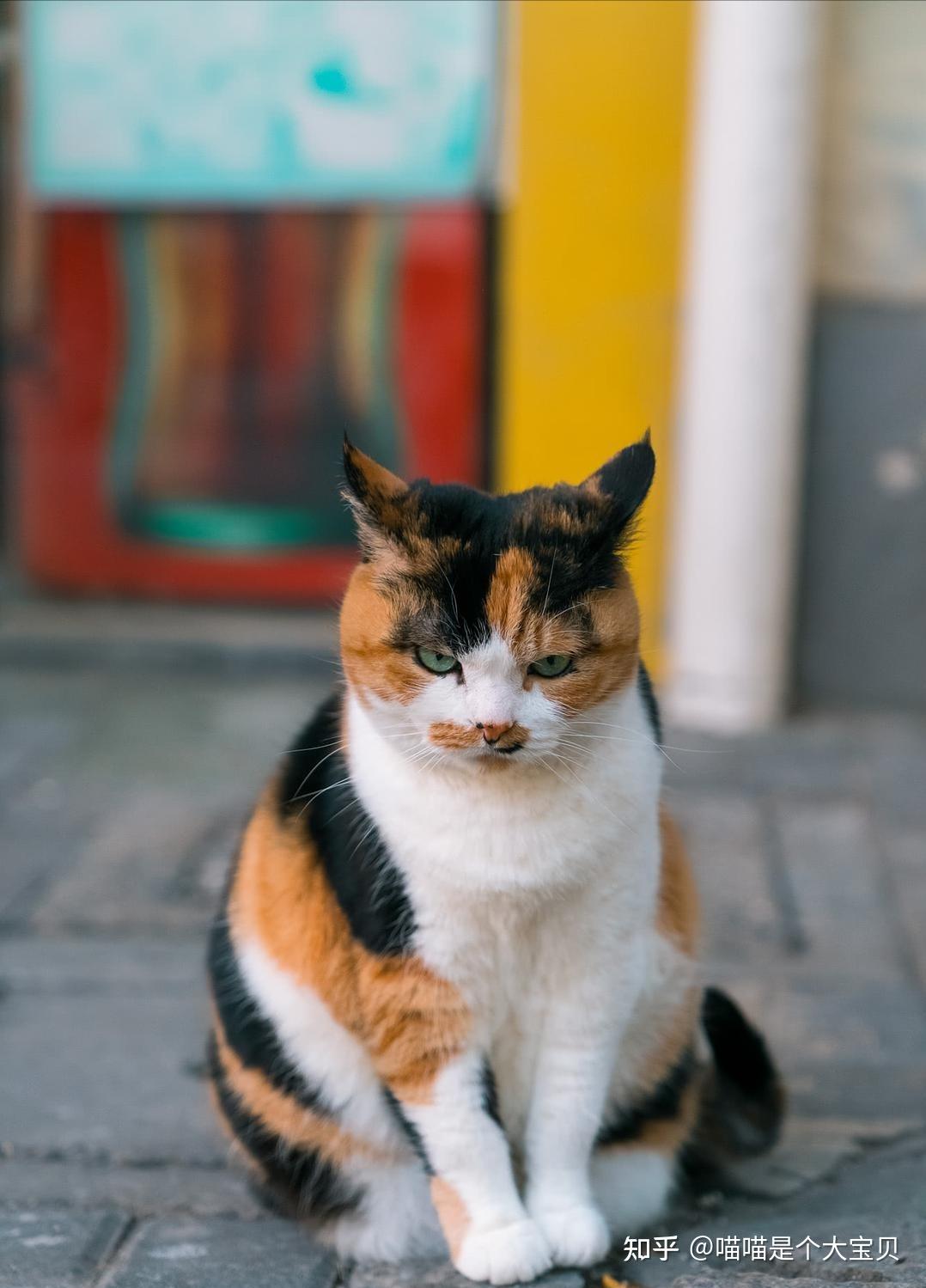 “三花猫”真好养,名副其实的宝藏猫,养过都说好! - 知乎