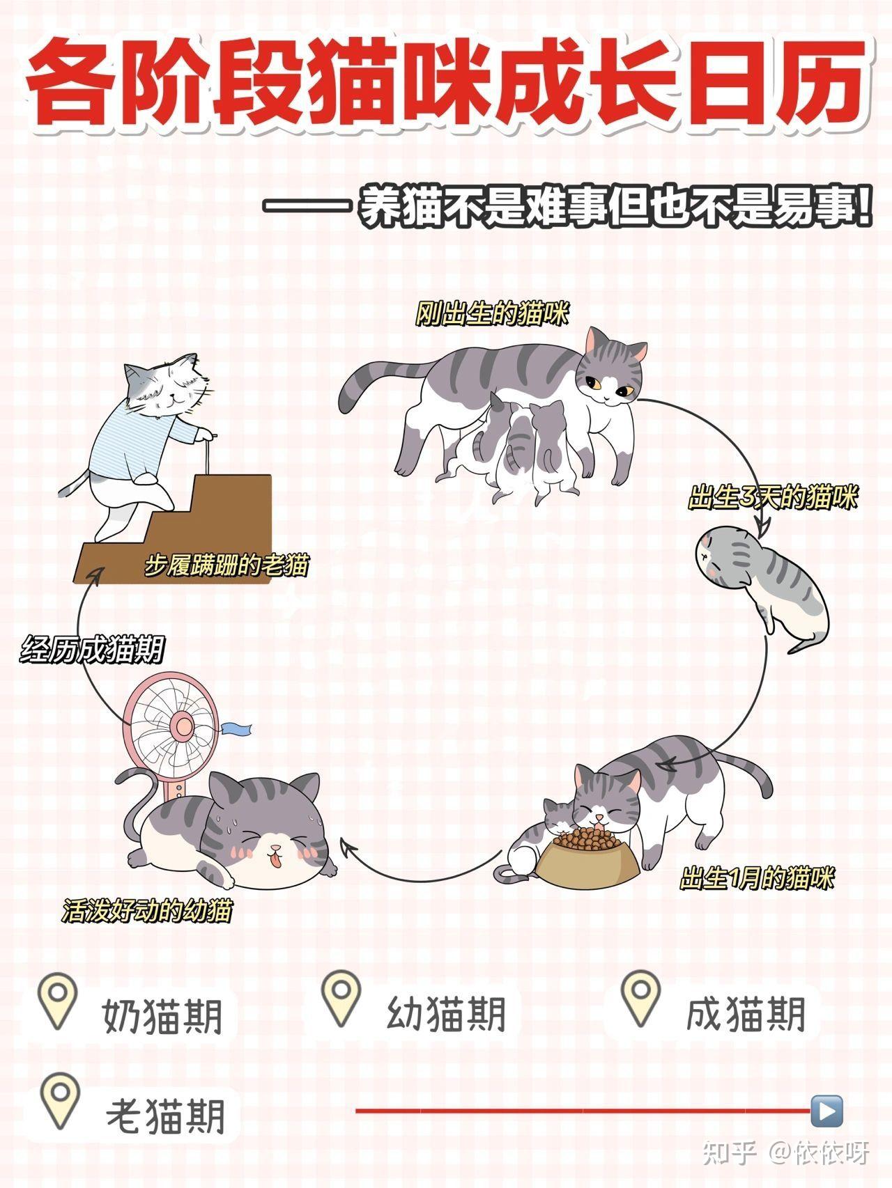 猫咪生长发育过程图片