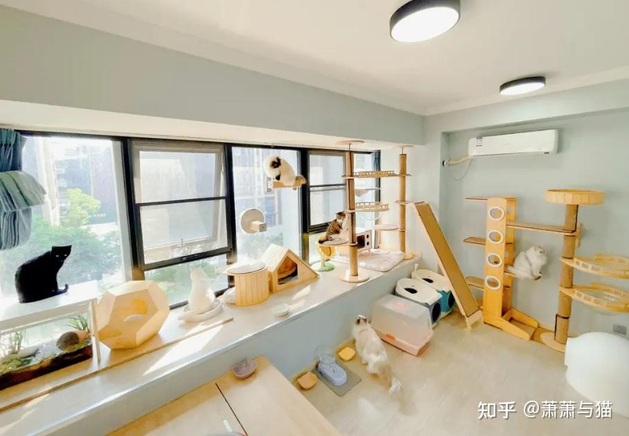 新手养猫攻略:养猫注意事项,新手养猫准备什么物品,超全养猫指南,持续更新中