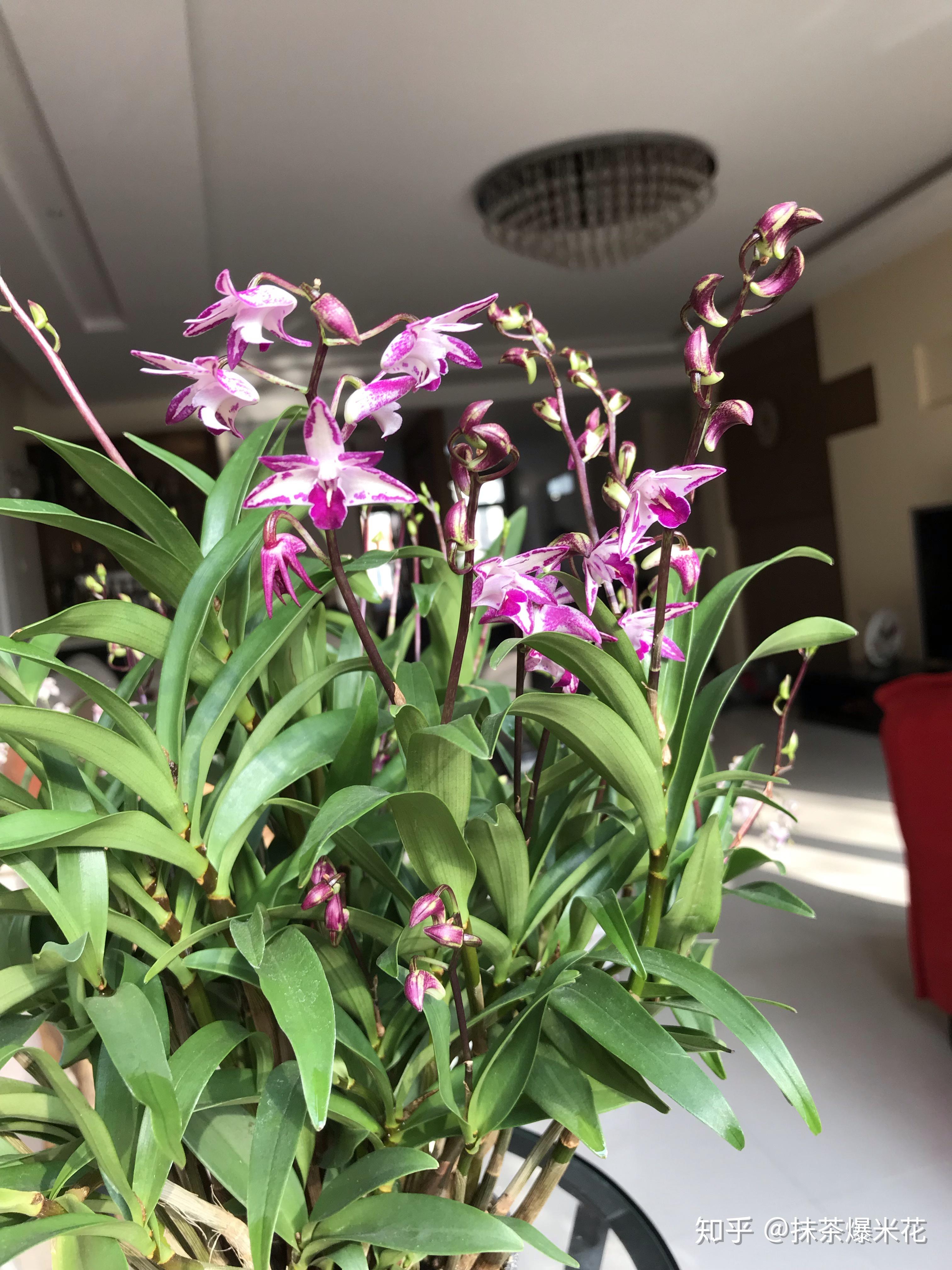 有什么适合室内养且常开的花? - 知乎