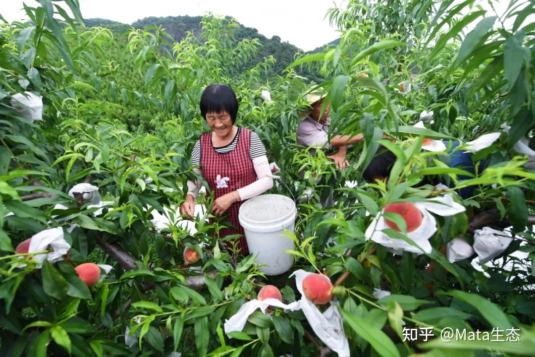 当人心遇上仁心桃子图片