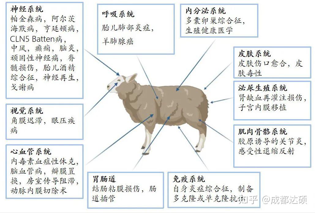 山羊淋巴位置图图片