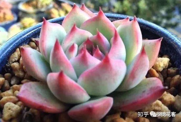 多肉植物 植物/観葉植物 インテリア小物 インテリア・住まい・小物 オンラインストア買蔵