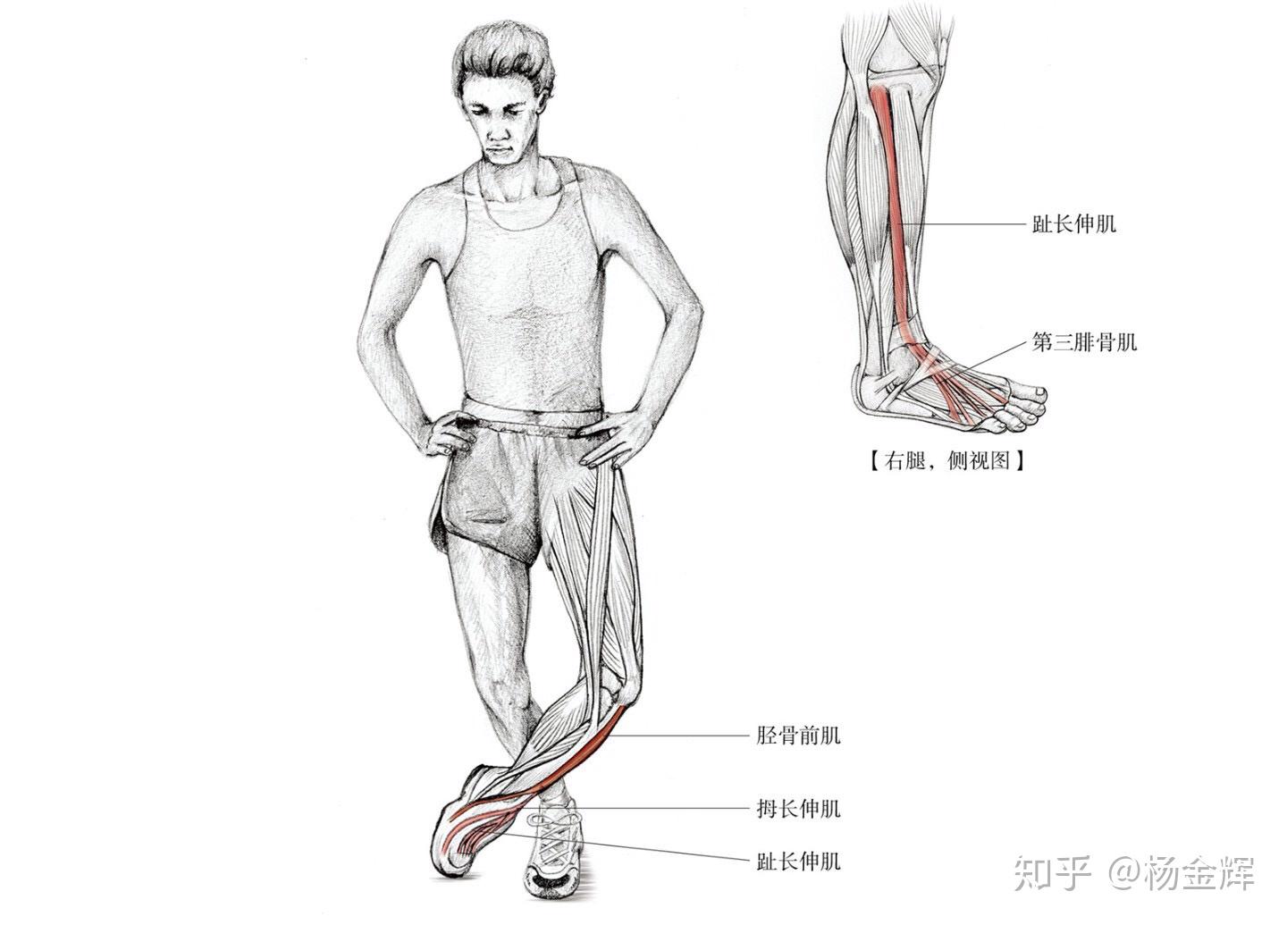 次要肌群:拇長伸肌,趾長伸肌,第三腓骨肌.動作訣竅可通過放低身體