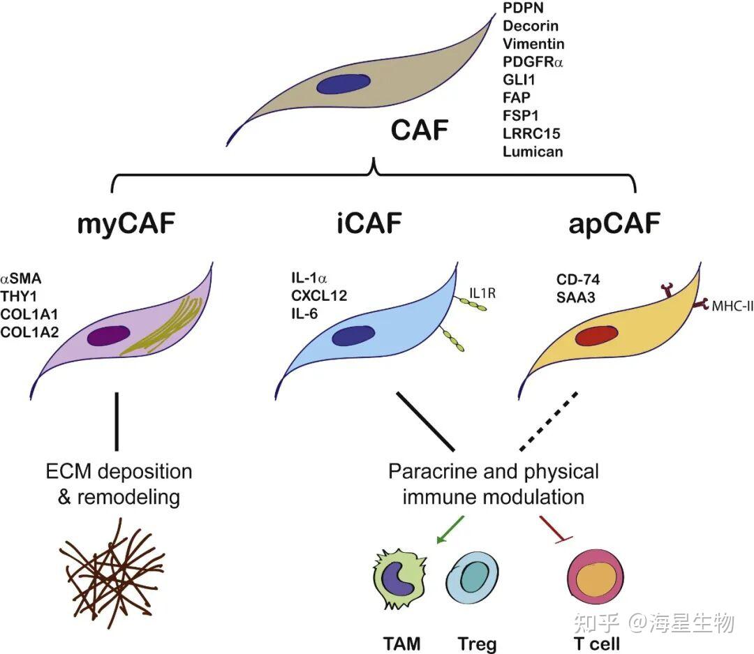 肿瘤中的“双面间谍”：癌症相关成纤维细胞(CAFs)的挑战与希望 - 知乎