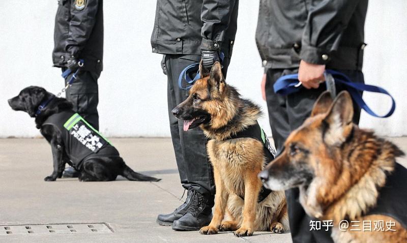北京双桥老流氓独自作案380起被追捕10年最终栽在1块板砖上