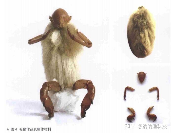 再把蝉蜕的四肢分解组合,小毛猴就活灵活现啦!
