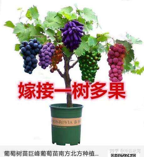 富含花青素,以后吃香蕉的时候一定要连皮儿也一块吃了,对对,吃香蕉不