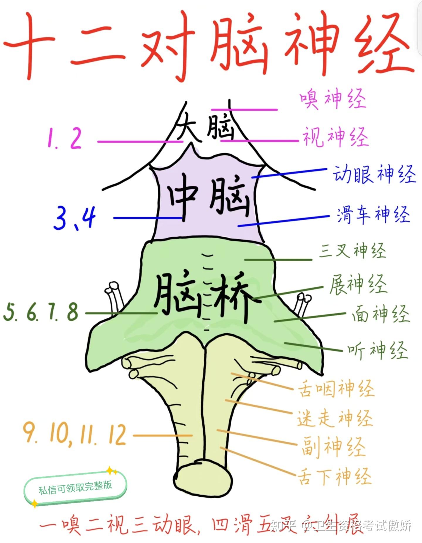十二对脑神经