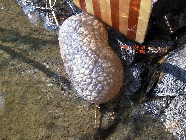 苔藓虫 图源:www.magma.ca