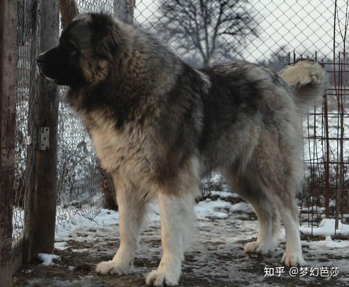 900斤高加索犬,纯种红马犬,大高加索(第8页)_大山谷图库