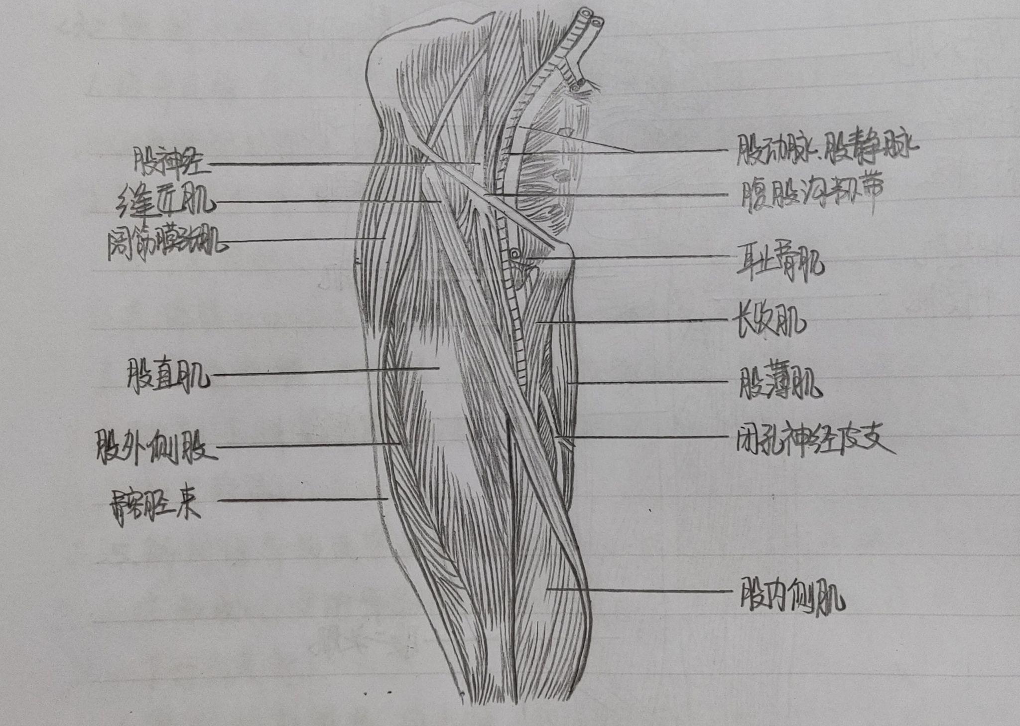 局部解剖学绘图 - 知乎