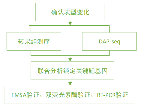 BMC Plant Biol｜DAP-seq和RNA-seq揭示转录因子ZmCCT调节玉米光周期依赖性开花和胁迫响应 - 知乎