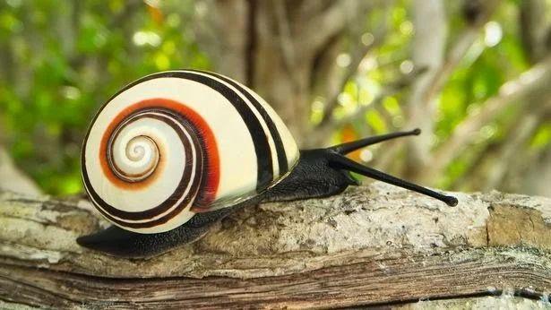 多线螺属:古巴以及世界最美丽的蜗牛【睡前软体动物学132】