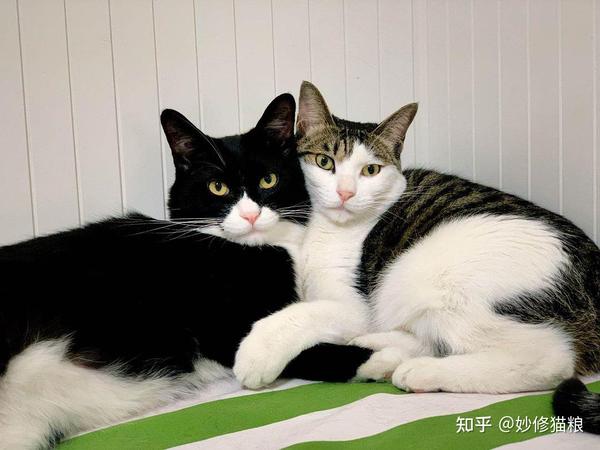 公猫和母猫有什么区别? - 知乎