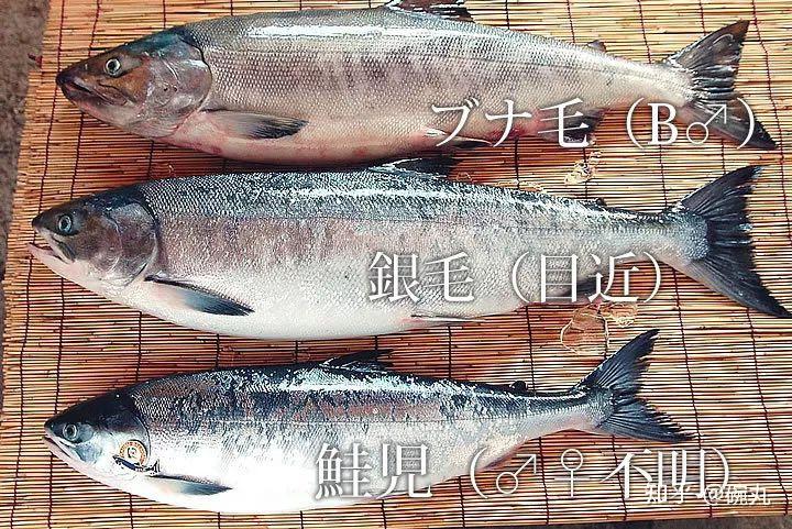 白鲑 | 你知道吗?双十一其实是属于鲑鱼的节日…… - 知乎