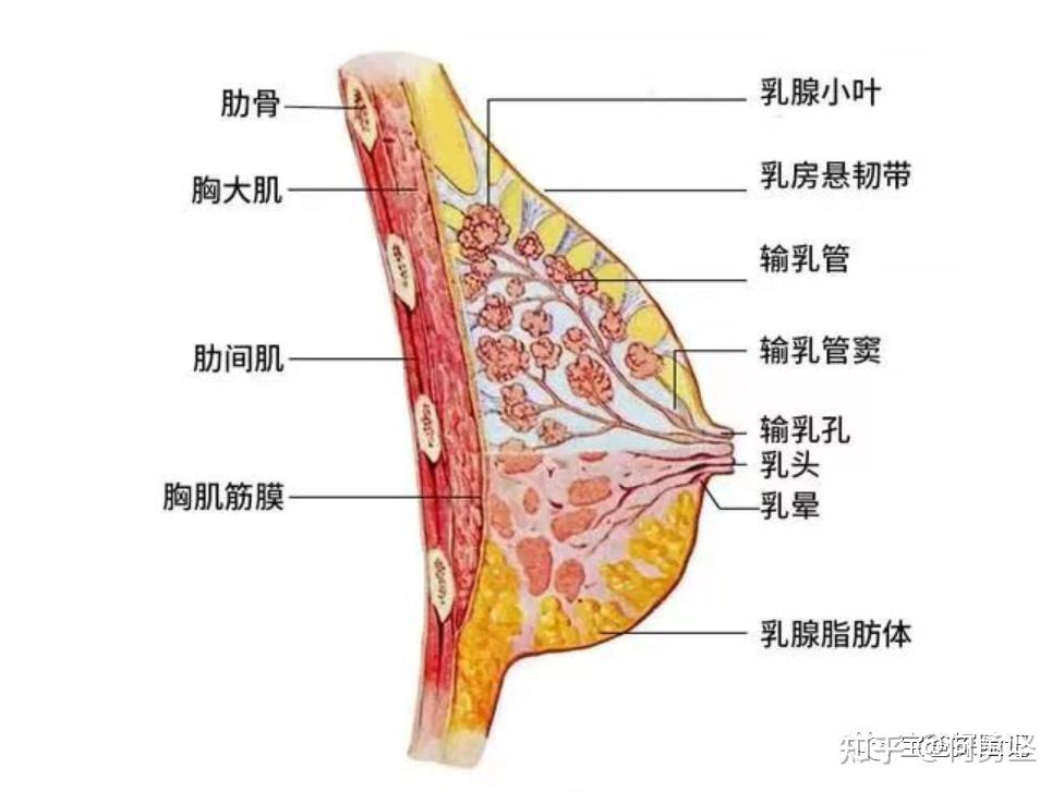 乳腺是什么解剖图片