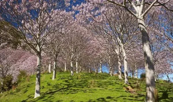 开花乔木成为18年大热门哪些树种更受欢迎 开花的落叶大乔木 德涵网