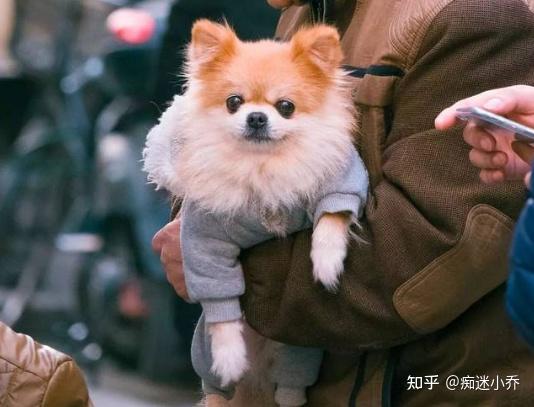 幼犬的性格,活跃或胆小一测就知,你家狗适合你吗?