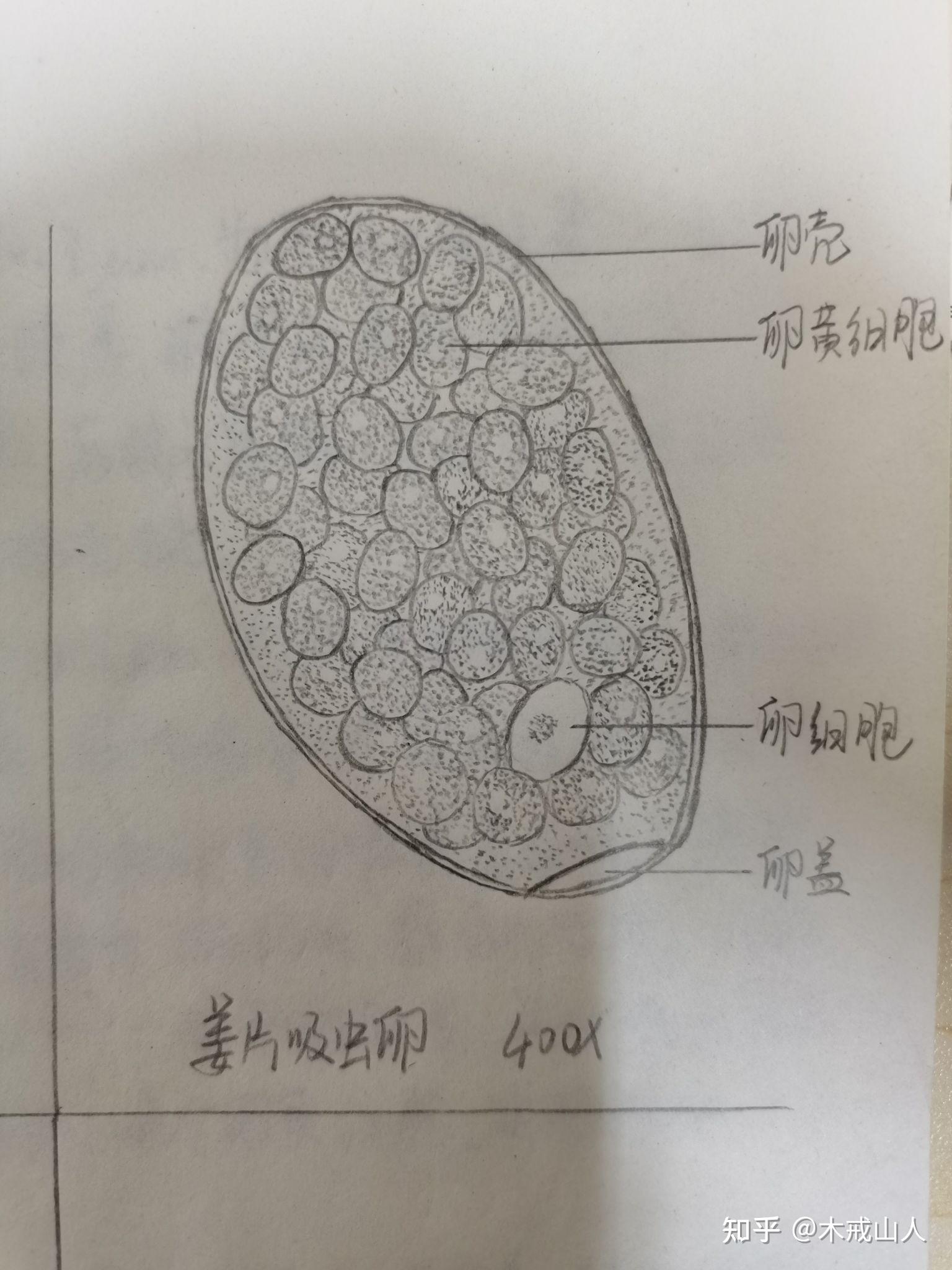 寄生虫实验报告绘图 已完结